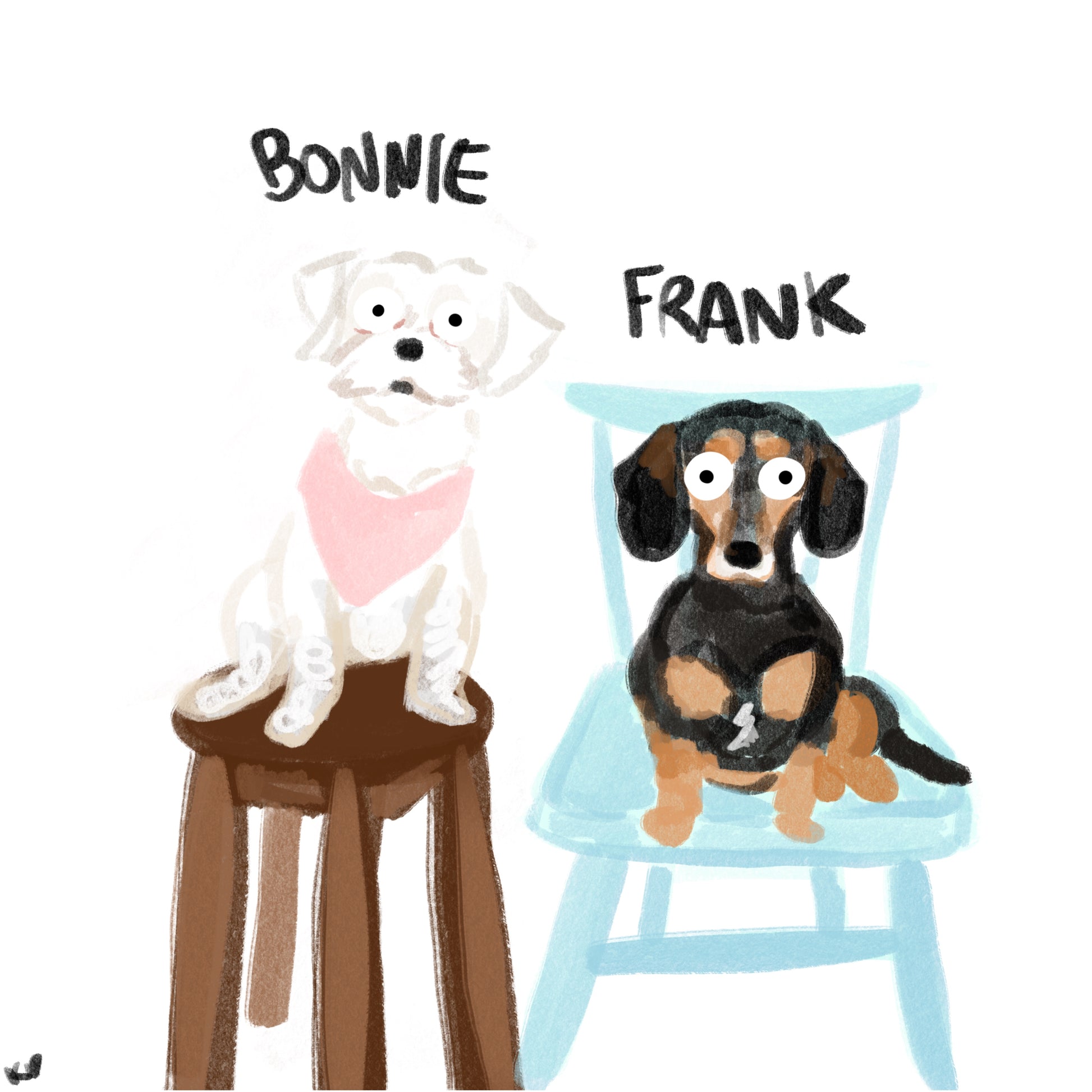 A pet portrait with two subjects - a white fluffy dog in a pink bandana on a stool called Bonnie, and a sausage dog on a blue chair.