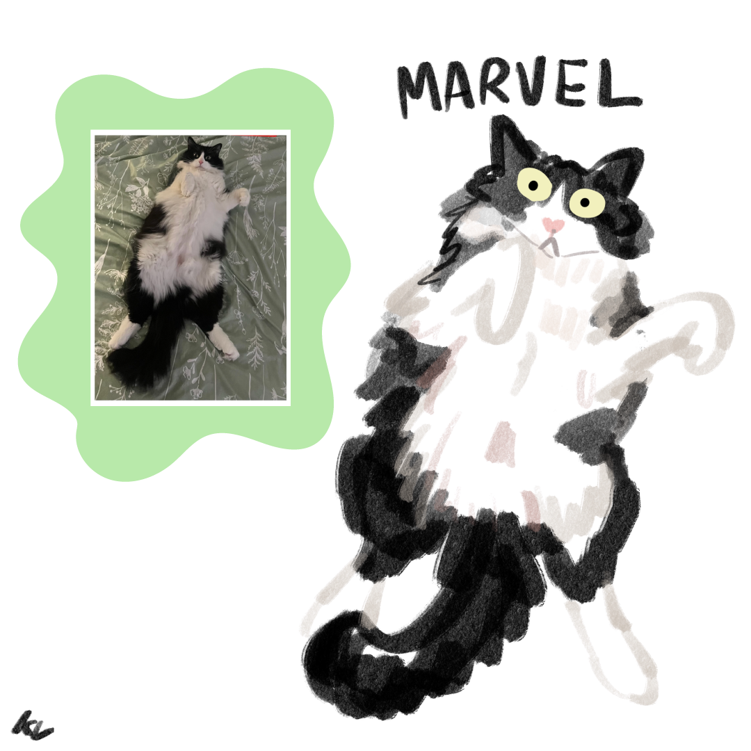 Drawing of a tuxedo cat on his back looking mortified.