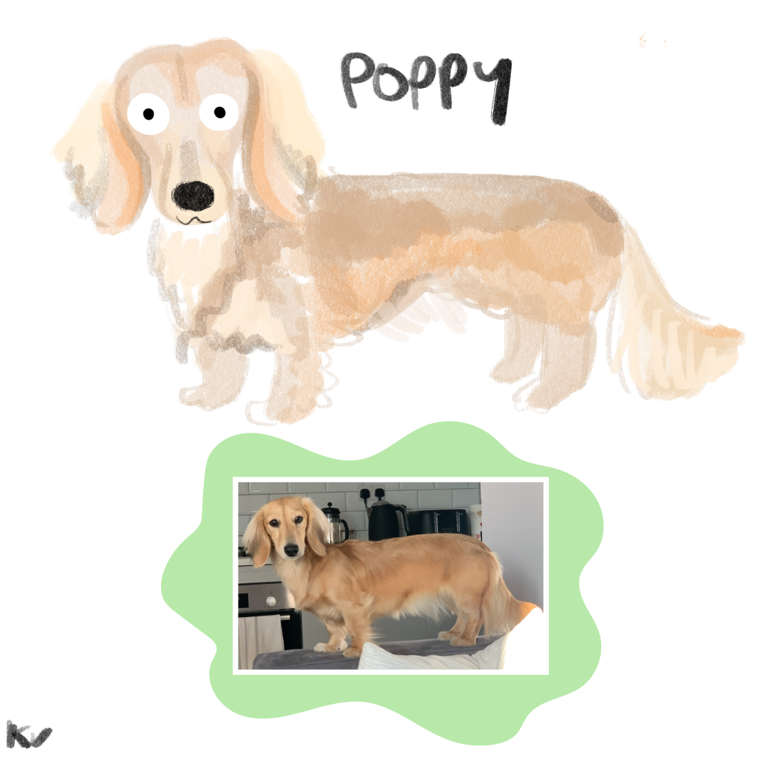 A blonde sausage dog illustration. such majesty.
